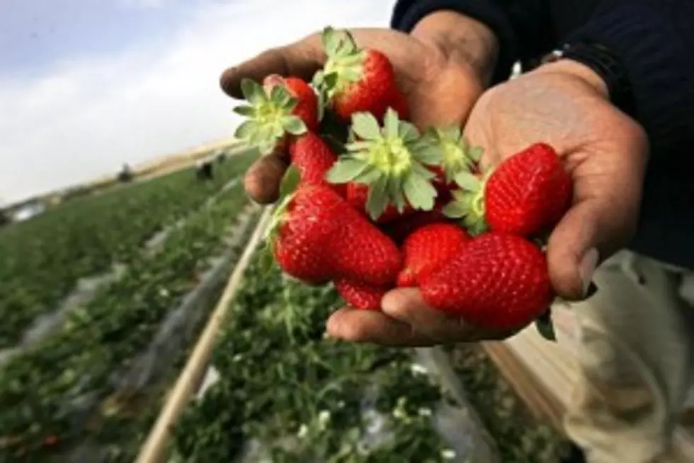 Strawberry Field Day Offers Look at Local Strawberry Production [Audio]