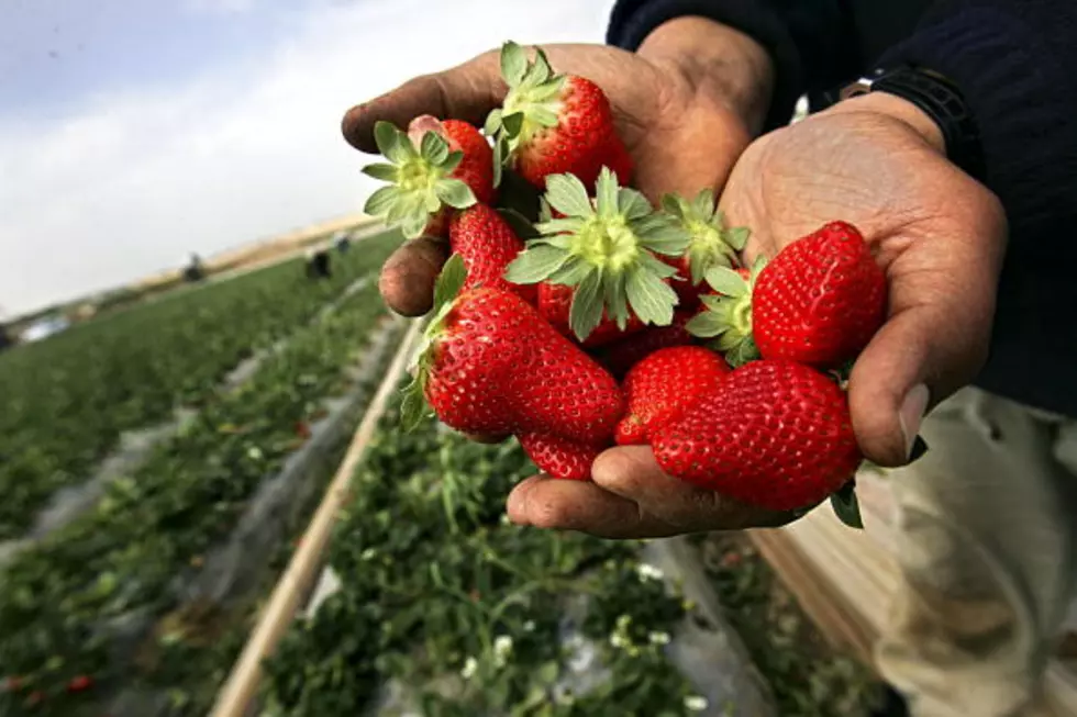 Downtown Lubbock Farmers Market Begins With Two Spring Strawberry Festivals