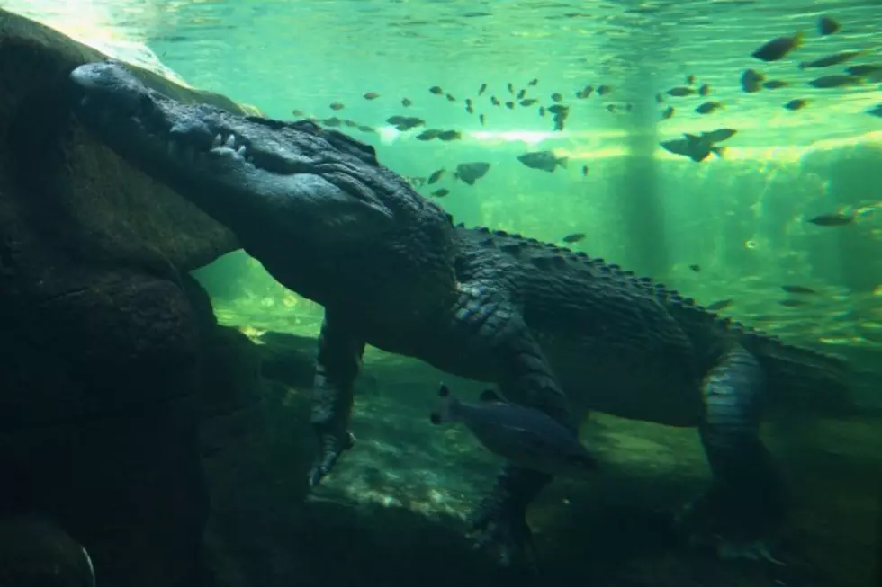 Texas Tech Biologist Leads Team of Scientists in Mapping Crocodilian Genomes