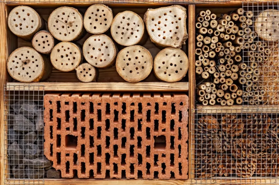 Heart of Lubbock Community Garden Home To Insect Hotel