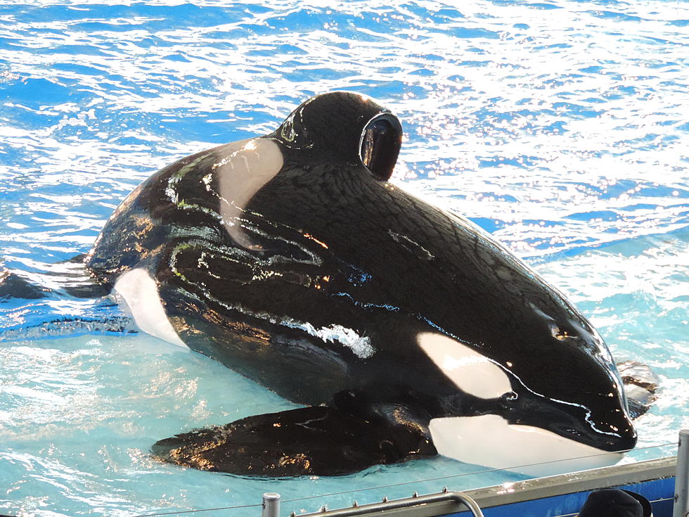 SeaWorld to End Orca Shows