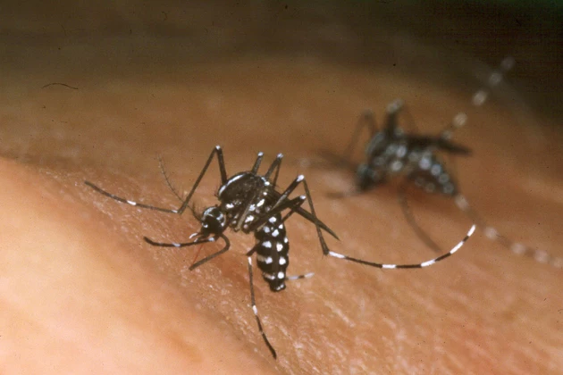 West Nile Virus Confirmed by City of Lubbock Health Officials