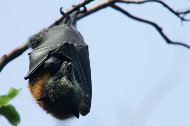 Bat With Rabies Located in Southwest Lubbock
