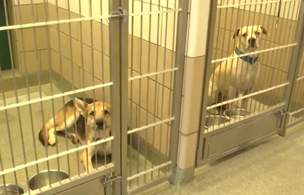 Lubbock Animal Shelter Reopening with New Restrictions