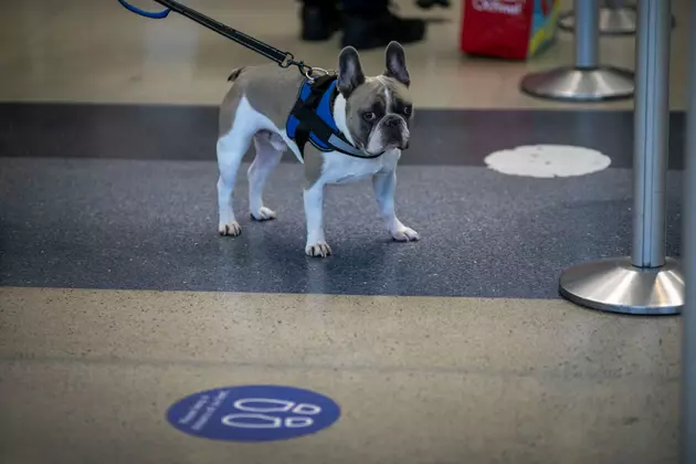 Southwest Airlines The Latest To Ban Emotional Support Animals