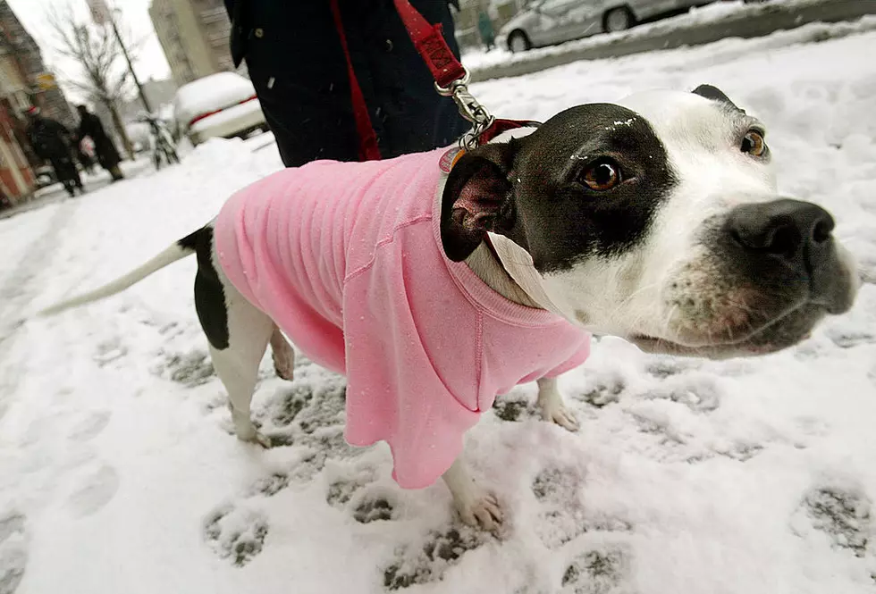The Polar Vortex Won’t Be Good For Your Pets