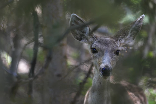 Chronic Wasting Disease Discovered in Deer in Lubbock County
