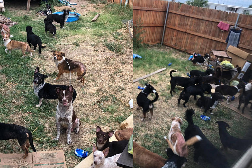 Multiple Dogs from Hoarding Situation Need to be Fostered