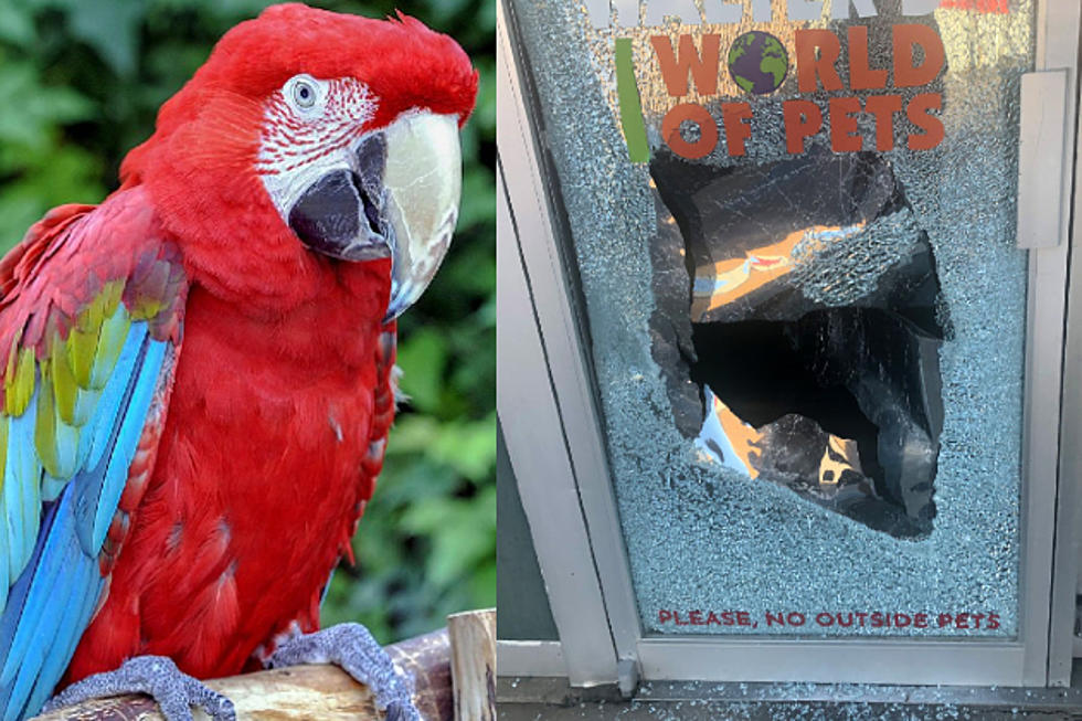Green-winged Macaw Stolen From Walter’s World of Pets; $1,000 Reward Offered