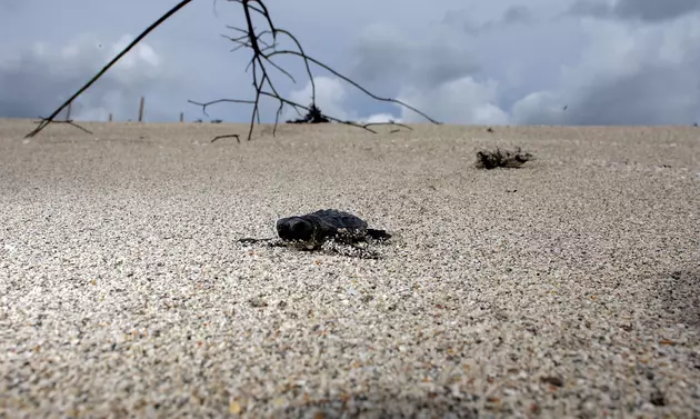 Watch Sea Turtle Hatchlings Make Their First Trip Into The Sea At This Texas Beach