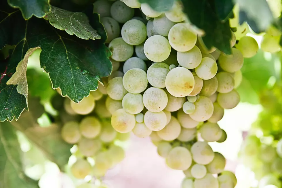 Texas’ Grape Capital Celebrates 10th Annual Vineyard Festival