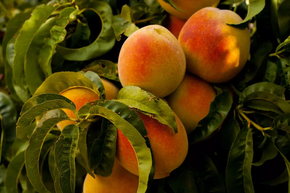 A Peach Thief Is On The Loose In Lubbock