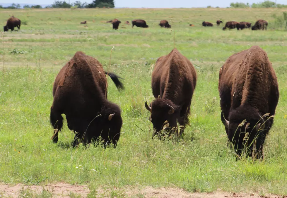 VIDEO: Texas Woman Posts TikTok Video Of Herself Getting Gored By Bison