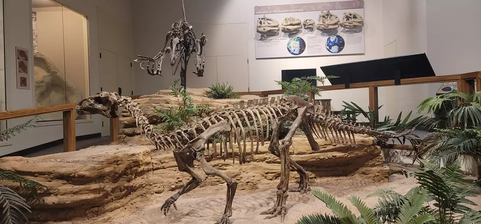 Don't Lose Your Dinosaurs, Dino Day is Back at Texas Tech Museum