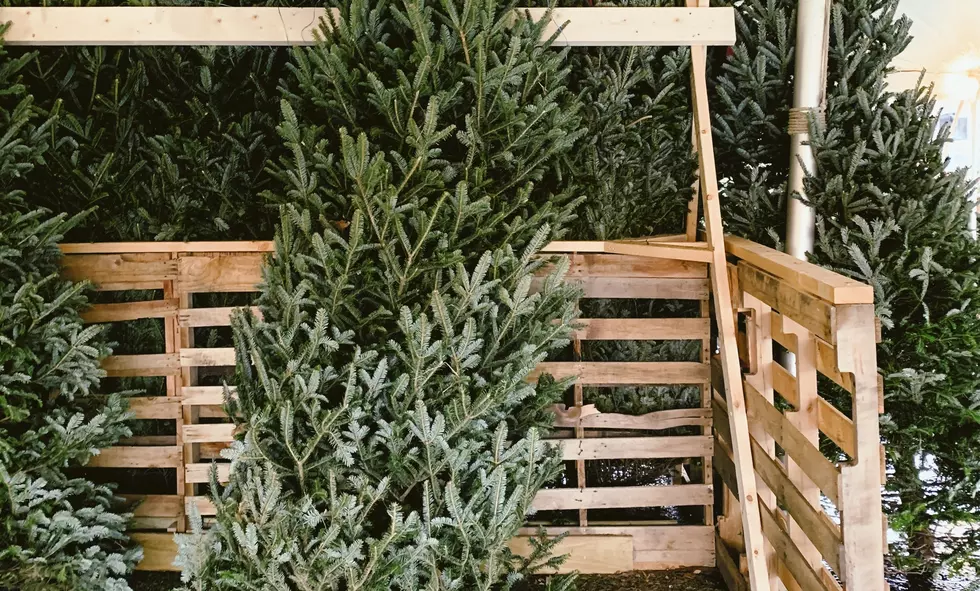 How to Get Rid of That Real Christmas Tree Stuck in Your Home