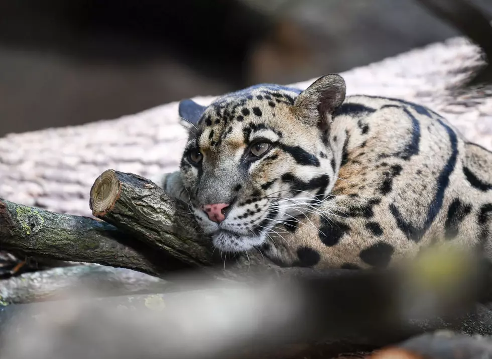 Missing Clouded Leopard Found At The Dallas Zoo