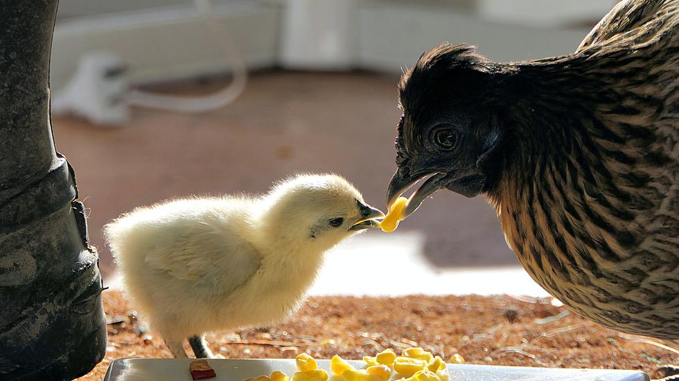 10 Things You Never Want to Feed Your Chicken Flock