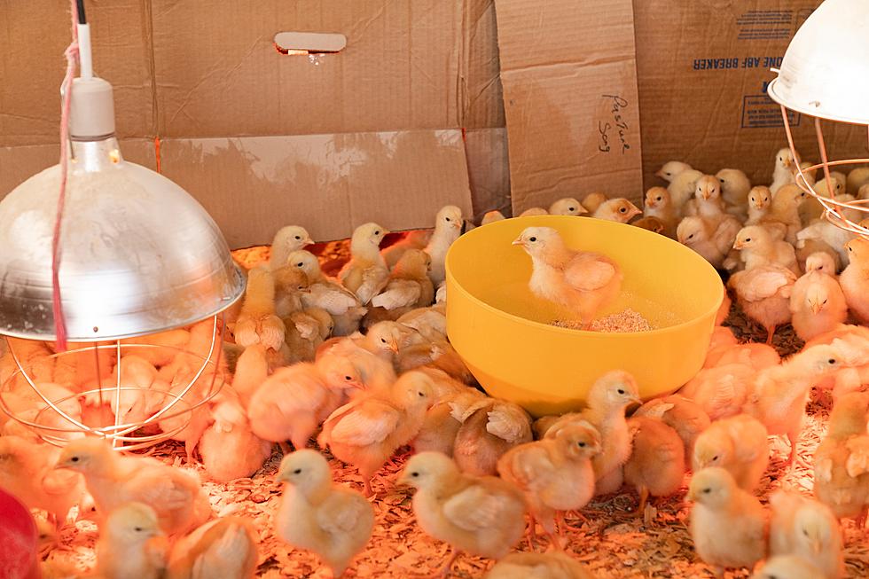 Chicks Are Being Sold in Lubbock For Easter, Are They Good Gifts?