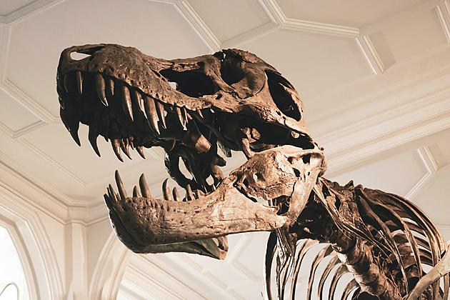 Dino Day Coming To The Museum of Texas Tech