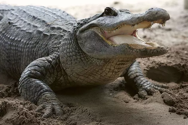 Texas Neighborhood Terrorized By Massive Alligator