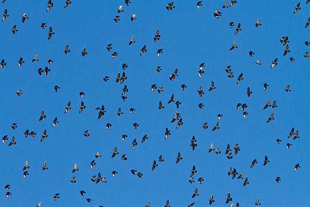 Millions Of Birds Are Migrating Across Texas, And You Can Track Them