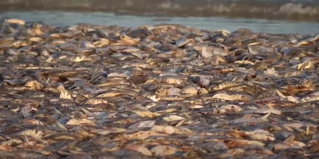 Thousands of Dead Fish Washed Up on Texas Beaches. Here&#8217;s Why