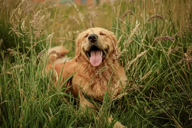 These Are The Most Popular Dog Breeds In Texas