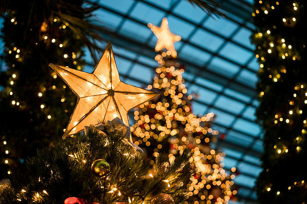 This City Has The Largest Live Christmas Tree In Texas