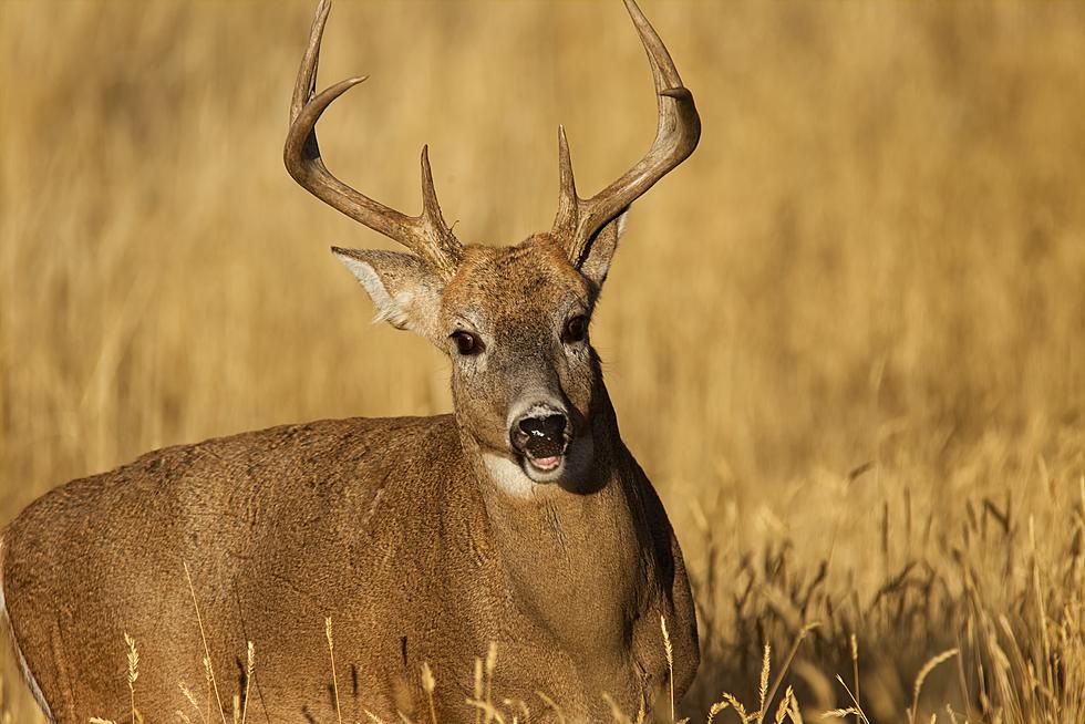 This Deadly Disease Threatens Deer In Texas, And It's Spreading