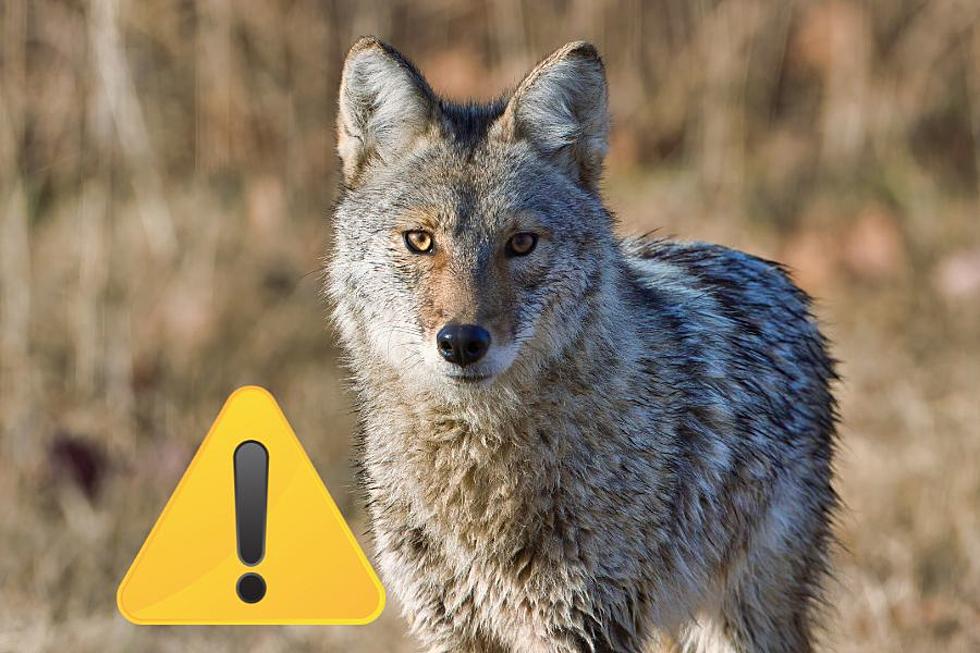Are You At Risk Of Being Attacked By A Coyote In Texas?