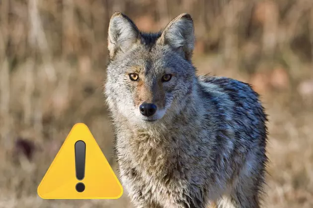 Are You At Risk Of Being Attacked By A Coyote In Texas?