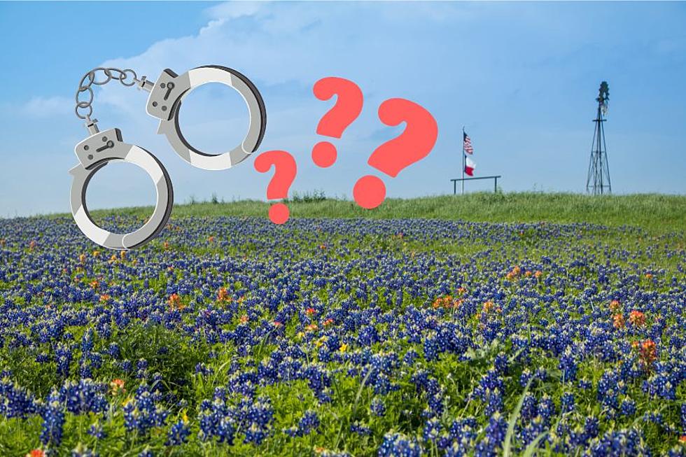 Is It Really Illegal To Pick Bluebonnets In Texas? It Depends