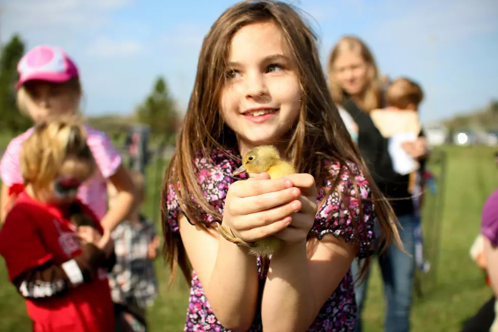 Avoid Common Easter Pet Mistakes for Bunnies, Chicks, And Ducks
