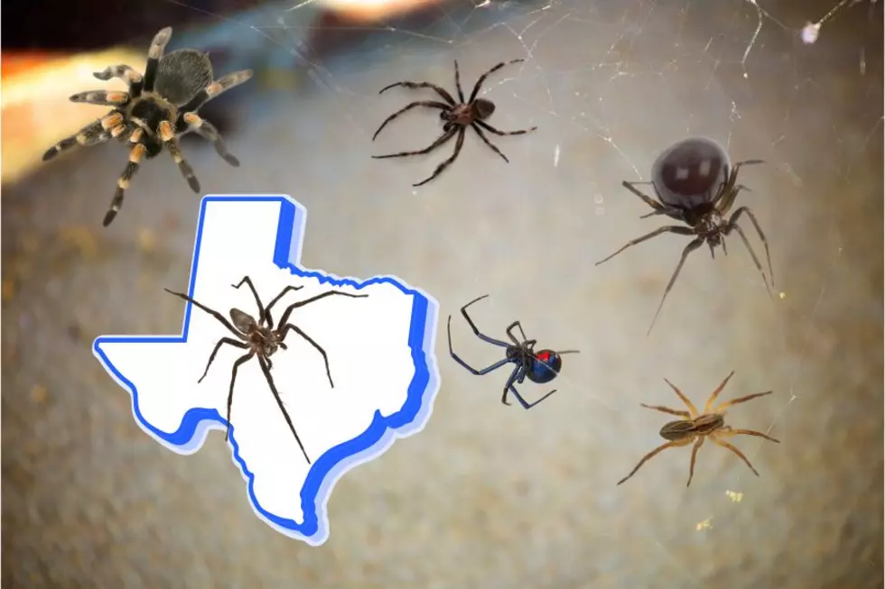 These Are The Most Dangerous and Deadly Spiders In Texas