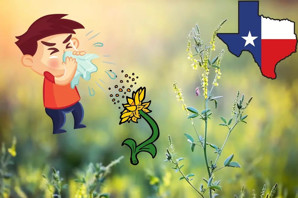 Have You Experienced These Common Texas Pollen-Allergies?