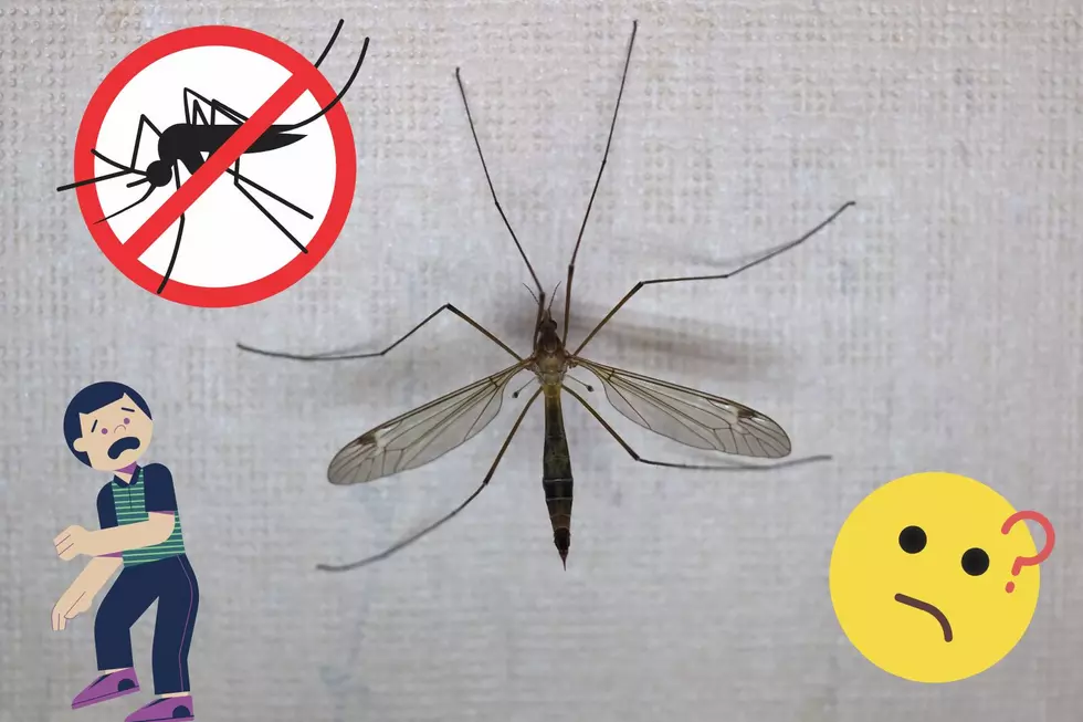 What Are Crane Flies and Why Are They so Creepy?