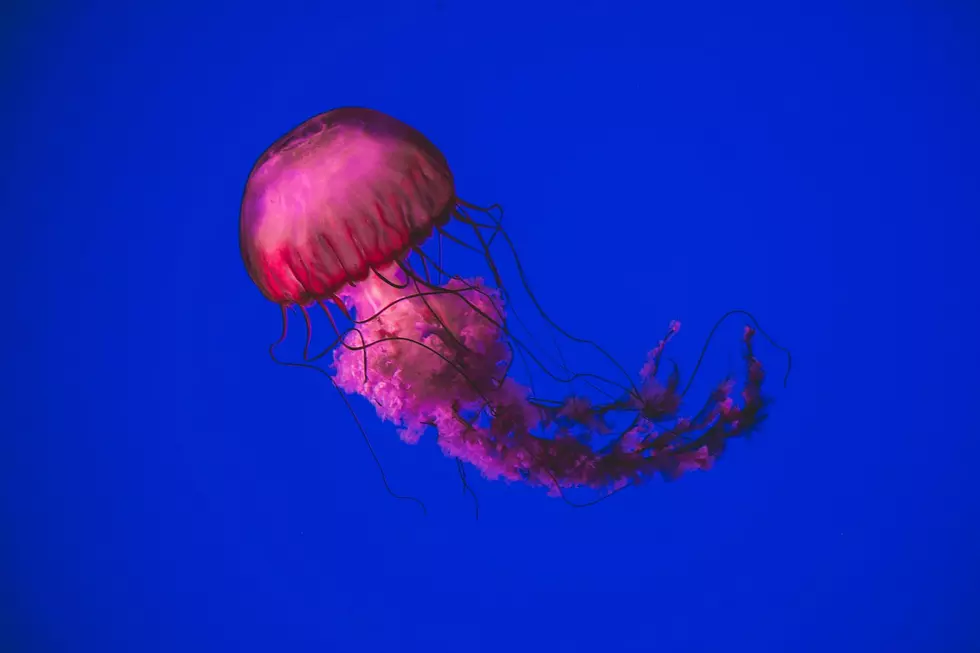 How to Handle a Texas Jellyfish Sting Without Panicking