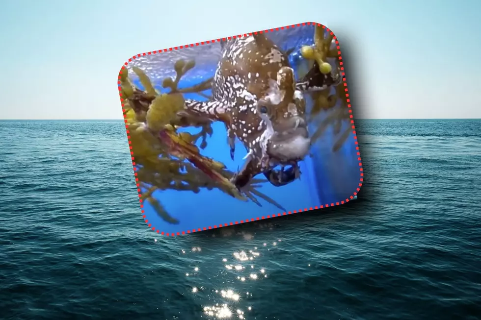 Texas Coastline Hosts Bizarre Cannibal Fish You’ve Never Heard Of