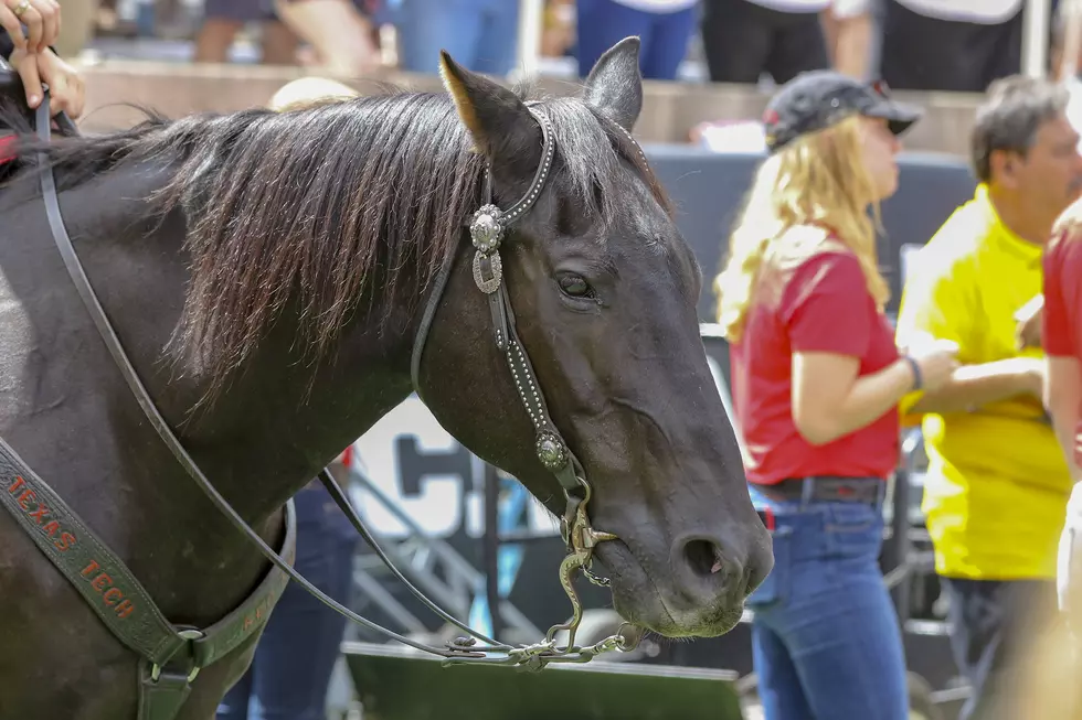 Cody the Horse Will Ride Saturday Against Oklahoma State; Fearless Champion Sidelined