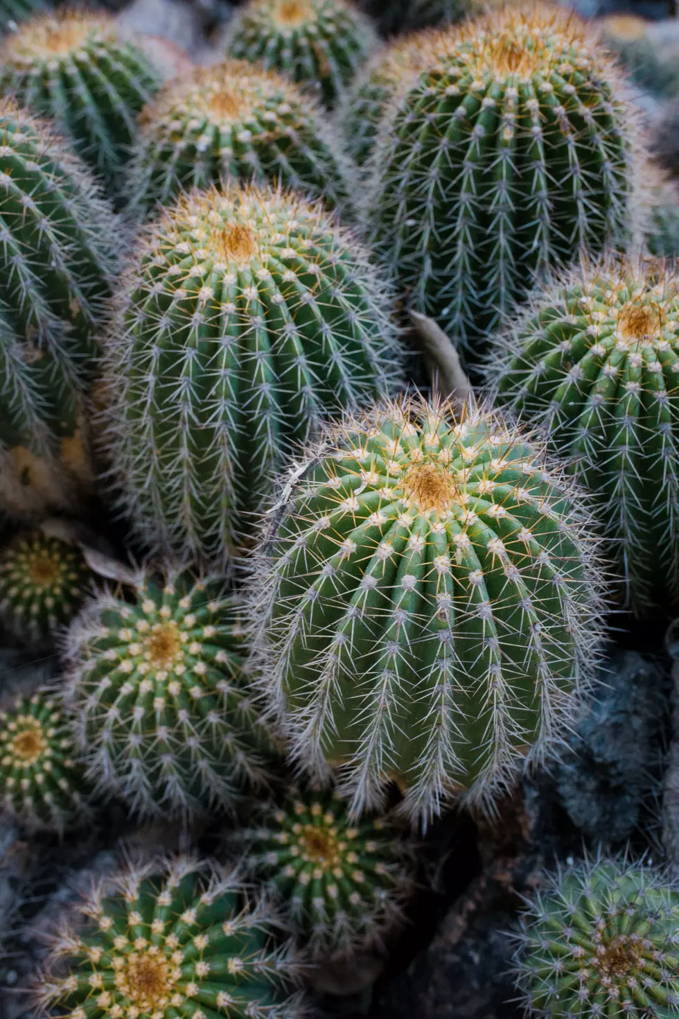 Show Your School Spirit and Buy a Cactus at Texas Tech on Friday
