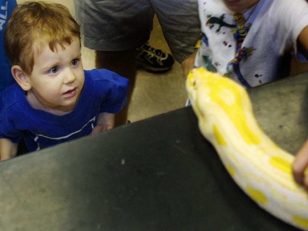 16-Foot Python Found in Florida Everglades