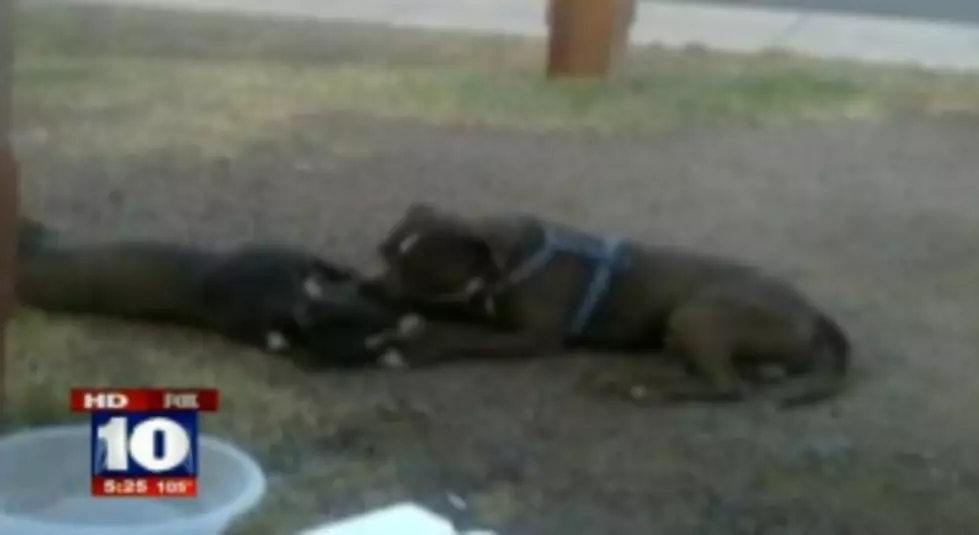 Dog Dies In Accident And Faithful Companion Won&#8217;t Leave Its Side [PHOTO &#038; POLL]