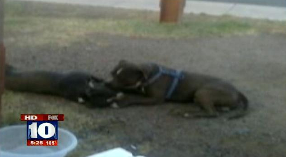 Dog Dies In Accident And Faithful Companion Won’t Leave Its Side [PHOTO & POLL]