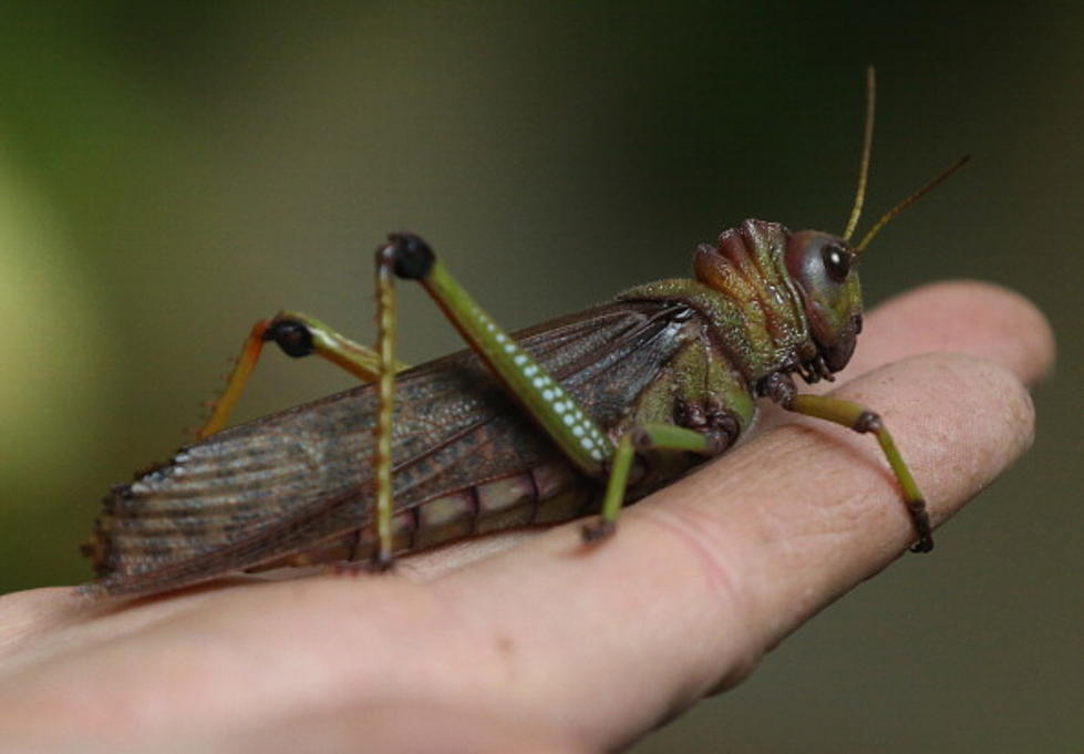 Amarillo Zoo Hosts Incredible Edible Insects