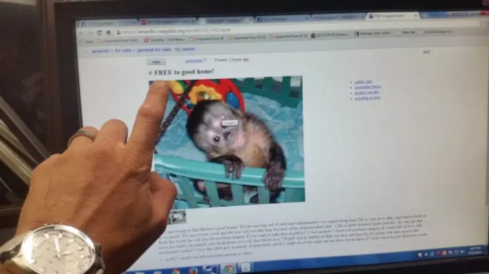 Free Monkey On Craigslist?  Buster, Free To Good Home?  Fact Or Fake Post?