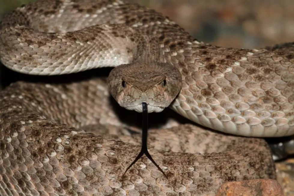 Watch Out For Rattlesnakes In Amarillo This Spring
