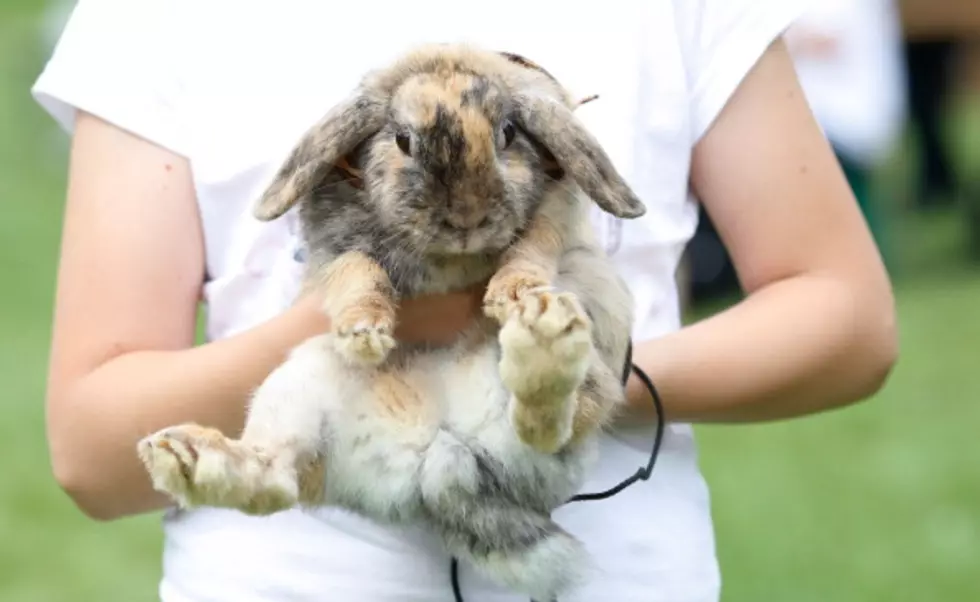 Why You Shouldn’t Buy Bunnies, Ducks and Chicks For Easter
