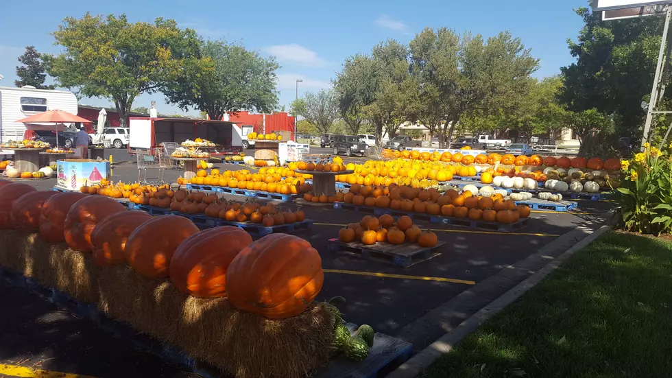 Places Where You Can Buy Pumpkins That Are Right Around The Corner