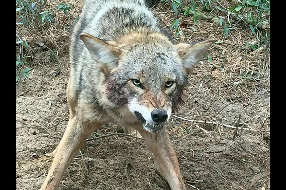 Coyotes On The Rise And Move In The Panhandle