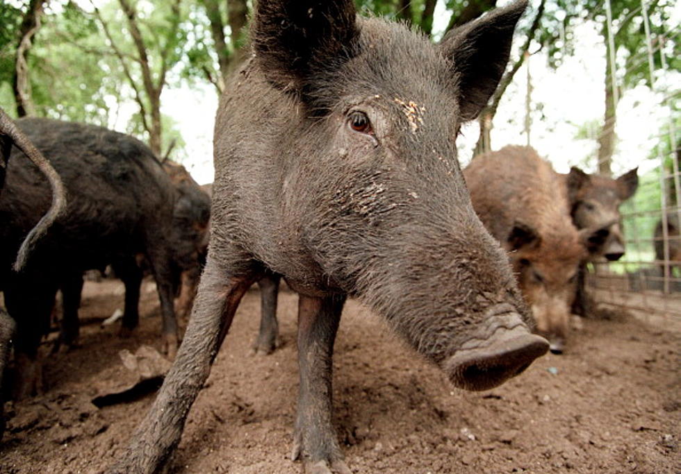 Whoa! 2.6 Million Feral Hogs Are Terrorizing Texas